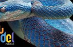 Blue Viper snake ready to attack on black background